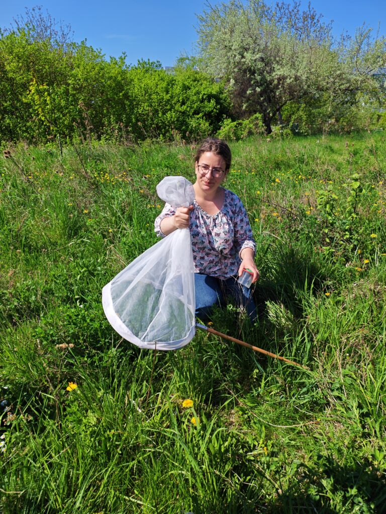 Nachlese zum Tagfaltermonitoring im Kosmopolitischen Garten